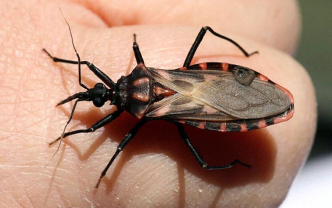 Enfermedad de Chagas se vuelve endémica en Estados Unidos