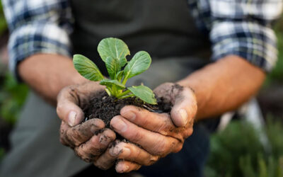 Agricultura orgánica vs convencional: cuál es mejor opción