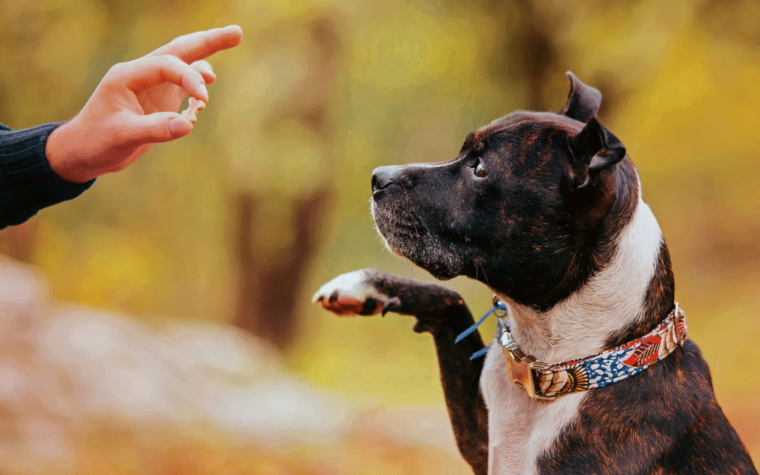 Entrenamiento canino: ¿dónde puedes encontrar a los mejores instructores?