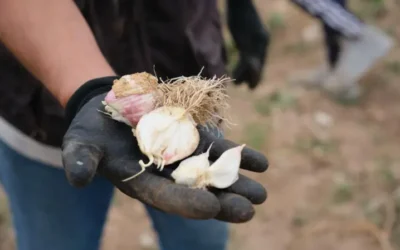 Ajo: historia, cultura y beneficios medicinales