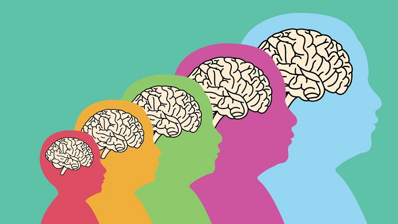 ¿Cada cuánto tiempo cambia el cerebro humano?