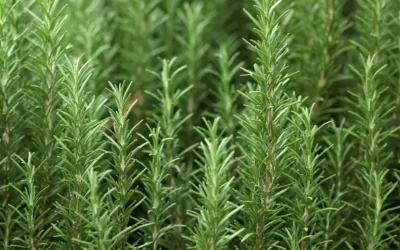 Cómo usar romero para fortalecer el cabello