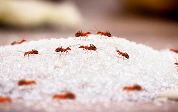 Cómo evitar que los insectos se apoderen de tu cocina