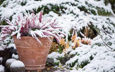 Cuidado de plantas en invierno: cómo mantenerlas saludables
