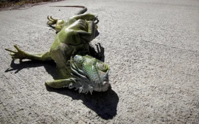 Florida autoriza retirar iguanas congeladas sin permisos oficiales