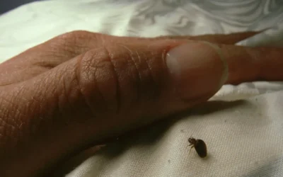 Alerta: viajeros ignoran riesgos por chinches de cama