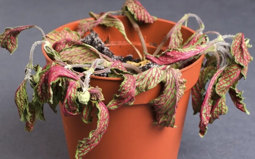 6 razones por las que se mueren tus plantas