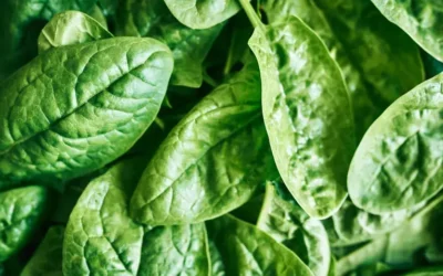Ensalada de espinacas: fresca y deliciosa para disfrutar en primavera
