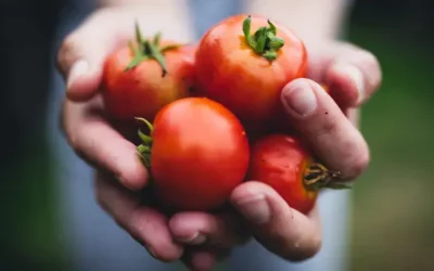 Impactante subida del precio del tomate en Estados Unidos