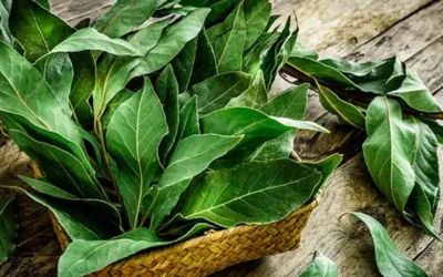 Laurel: por qué debes ponerlo debajo de la almohada