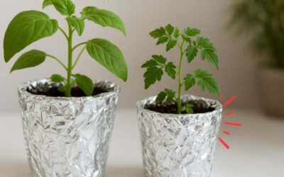 Papel de aluminio en macetas: por qué ponerlo
