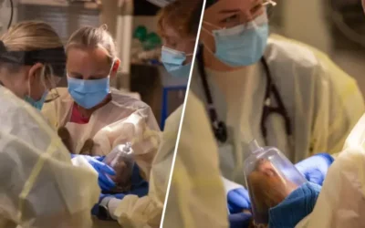 Consternación en Florida por la muerte de decenas de perezosos