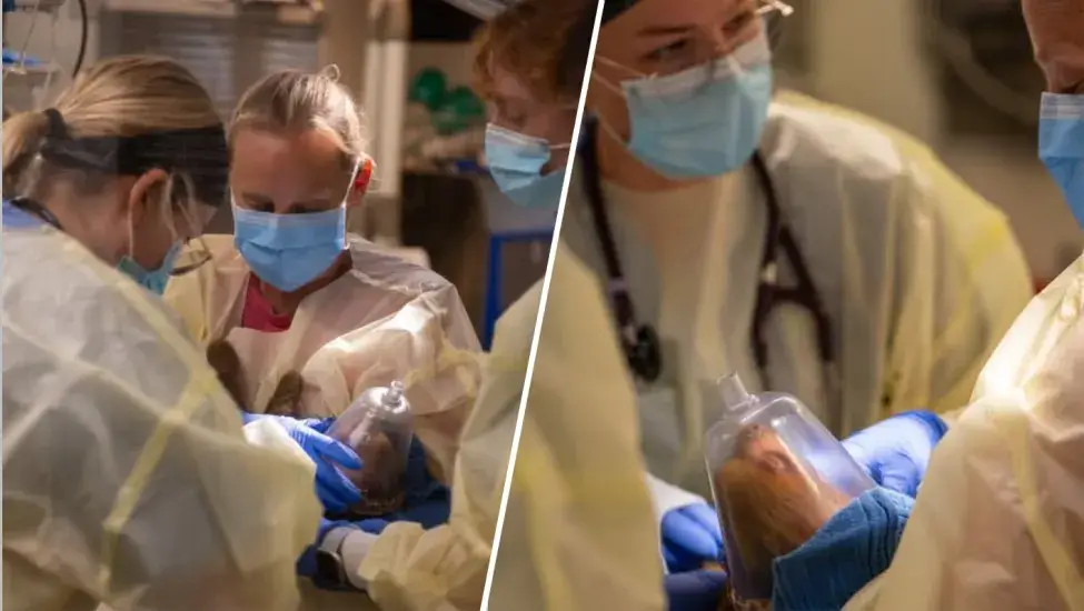 Consternación en Florida por la muerte de decenas de perezosos