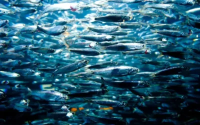Sardinas: el superalimento económico que transforma tu salud