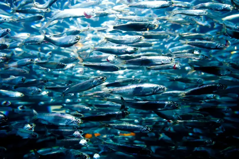 Sardinas