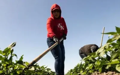 Estudios 2026 revelan impacto oculto de las deportaciones masivas