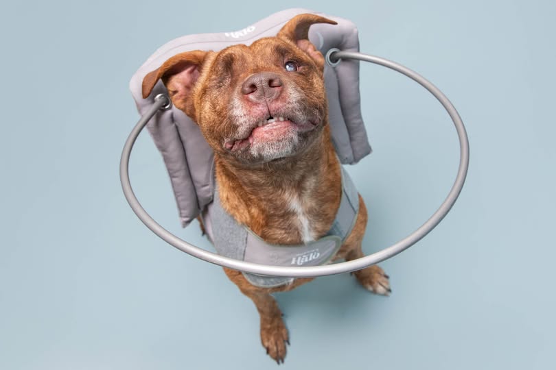 Greenville Humane Society