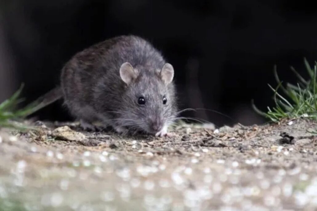 hantavirus