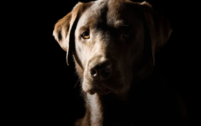 Florida endurece las penas por crueldad animal