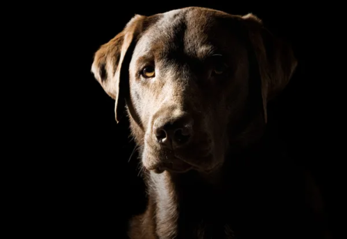 Florida endurece las penas por crueldad animal