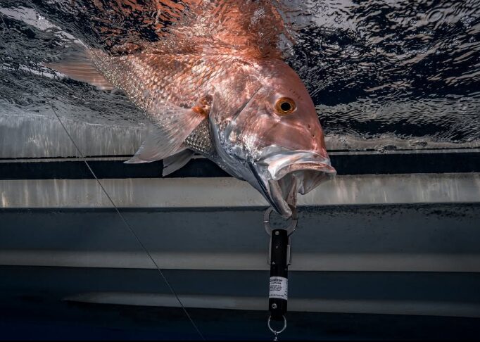 pesca