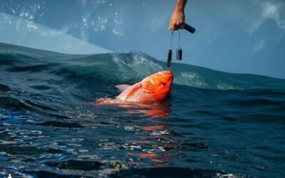 Extensión de temporada de pesca en SC suspendida: hay nuevos lineamientos