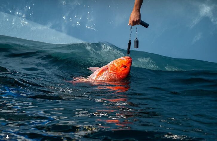 Extensión de temporada de pesca en SC suspendida: hay nuevos lineamientos