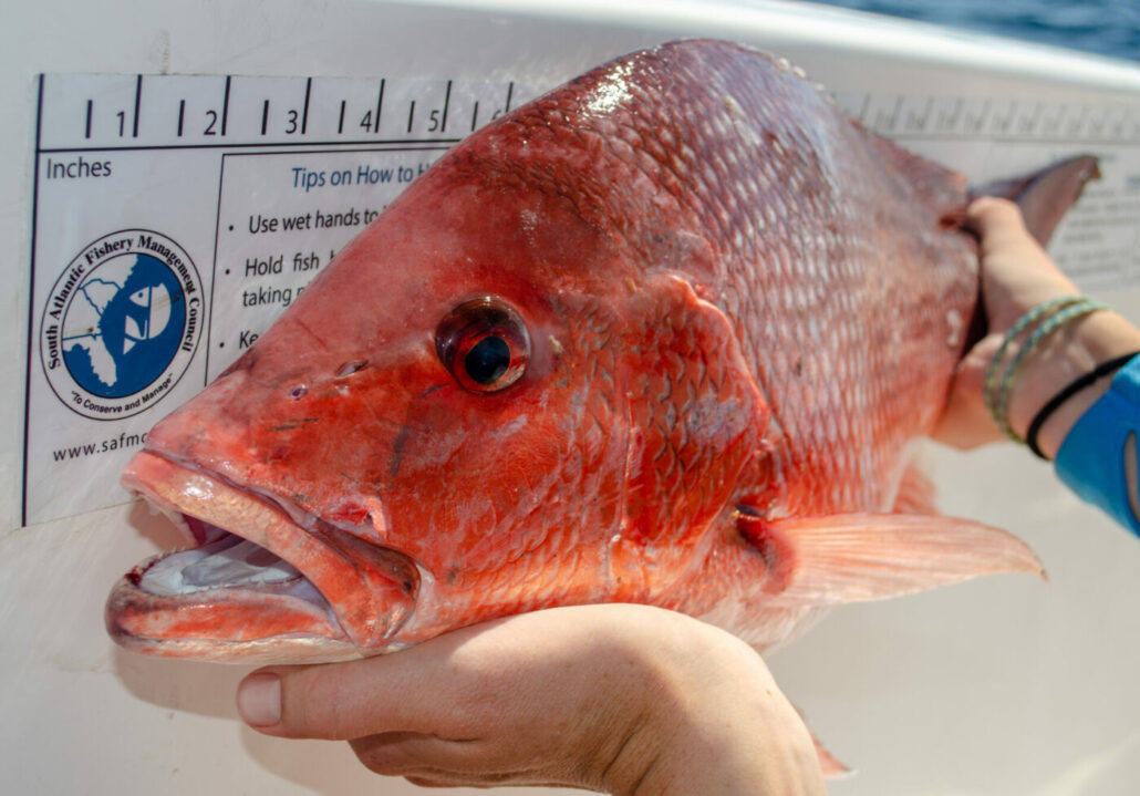 pesca