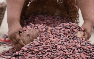 Cacao venezolano triunfa con histórico oro mundial 2026