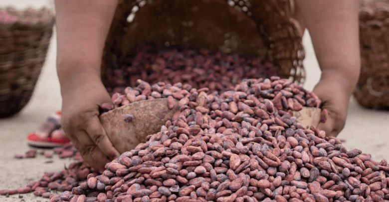 Cacao venezolano