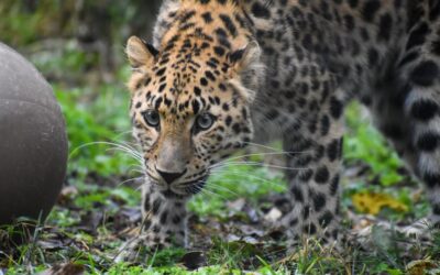 Greenville Zoo refuerza seguridad tras escape de leoparda Irina