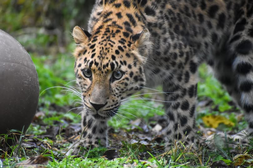 Greenville Zoo refuerza seguridad tras escape de leoparda Irina