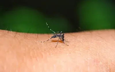 Virus del Nilo Occidental alerta por temprano aumento de casos