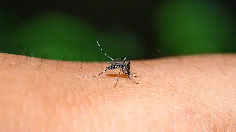 Virus del Nilo Occidental alerta por temprano aumento de casos