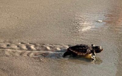 SC registra temporada histórica de eclosión de tortugas marinas