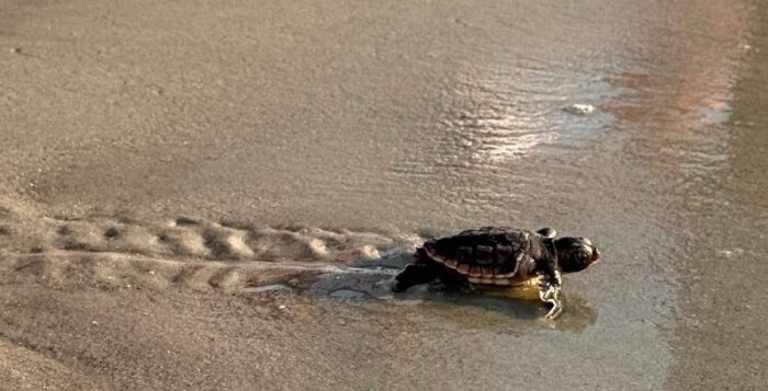 SC registra temporada histórica de eclosión de tortugas marinas