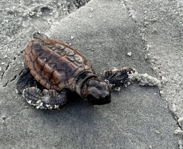 tortugas marinas